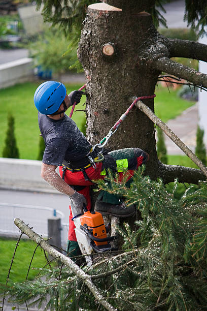 Best Tree Planting  in Ava, MO